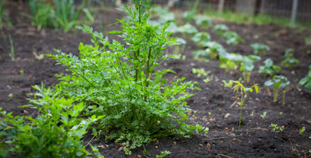 Spring planting a vegetable gardenの写真素材