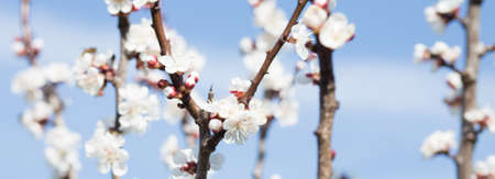 Fresh spring flowers horizontal backgroundの写真素材