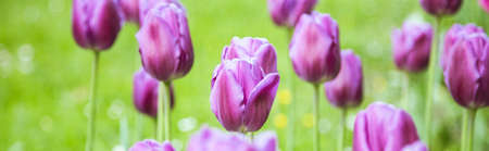 Fresh spring flowers horizontal backgroundの写真素材