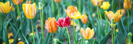 Fresh spring flowers horizontal backgroundの写真素材