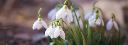 Fresh spring flowers horizontal backgroundの写真素材
