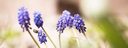 Fresh spring flowers horizontal backgroundの写真素材