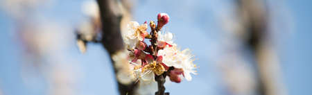 Fresh spring flowers horizontal backgroundの写真素材