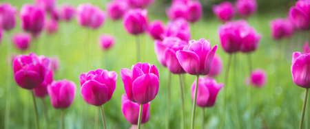 Fresh spring flowers horizontal backgroundの写真素材
