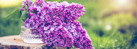 Fresh spring flowers horizontal backgroundの写真素材