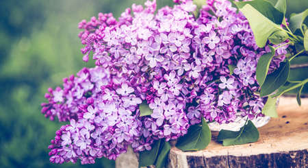Fresh spring flowers horizontal backgroundの写真素材