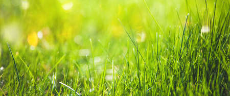 Fresh green grass abstract backgroundの写真素材