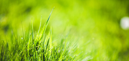Fresh green grass abstract backgroundの写真素材