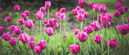 Spring flowers fresh colors easter backgroundの写真素材