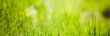 Green grass fresh Easter backgroundの写真素材