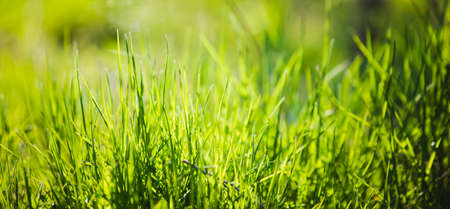 Green grass fresh Easter backgroundの写真素材