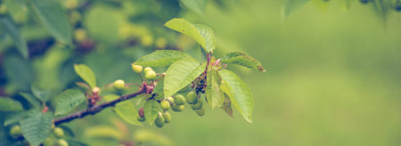 Green cherry on branch. Fresh green spring backgroundの写真素材