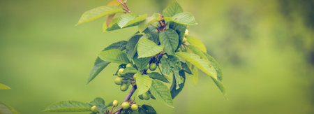 Green cherry on branch. Fresh green spring backgroundの写真素材