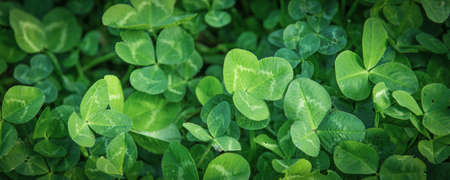 Fresh green clover spring backgroundの写真素材