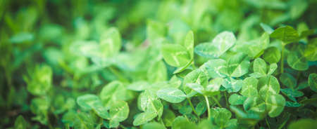 Fresh green clover spring backgroundの写真素材