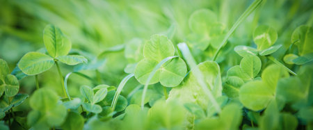 Fresh green clover spring background
