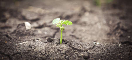 Sprout from drought climate change backgroundの写真素材