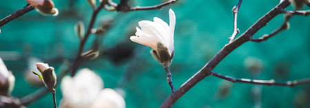Blooming magnolia flower spring background