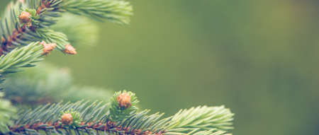 Fresh green pine branch spring backgroundの写真素材