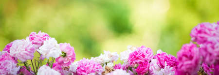 Rose blooming buds spring backgroundの写真素材