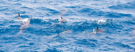 Wild dolphins swimming free in the oceanの写真素材