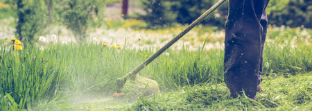 Cutting the grass with a professional handheld lawn mower