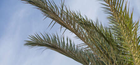 Retro palm tree summer backgroundの写真素材