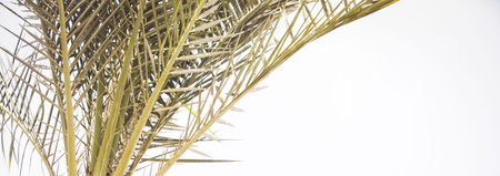 Retro palm tree summer backgroundの写真素材