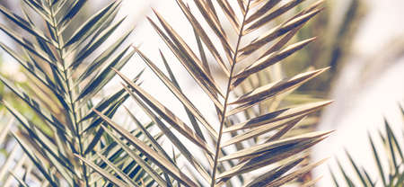 Retro palm tree summer backgroundの写真素材