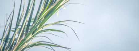 Retro palm tree summer background