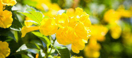Tropical flowers summer backgroundの写真素材