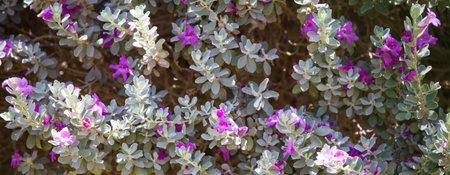 Tropical flowers summer backgroundの写真素材