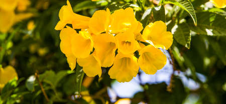 Tropical flowers summer backgroundの写真素材