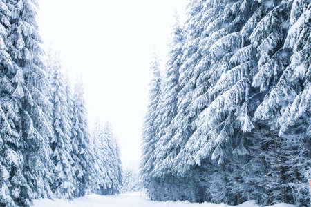 Snow on fir trees. Frozen winter wonderland forestの写真素材