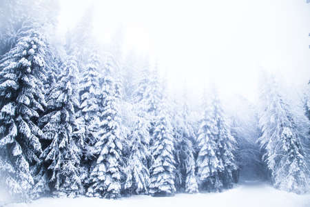 Snow on fir trees. Frozen winter wonderland forestの写真素材