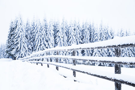 Snow on fir trees. Frozen winter wonderland forestの写真素材