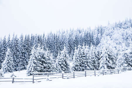 Snow on fir trees. Frozen winter wonderland forestの写真素材