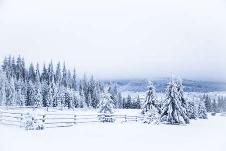 Snow on fir trees. Frozen winter wonderland forestの写真素材