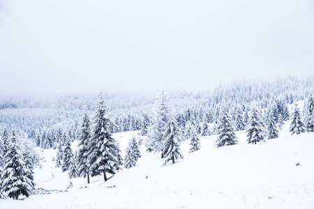 Snow on fir trees. Frozen winter wonderland forestの写真素材