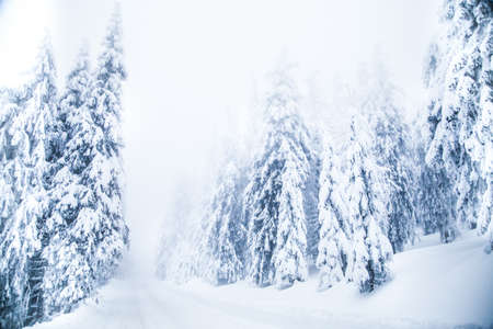 Snow on frozen fir trees winter backgroundの写真素材