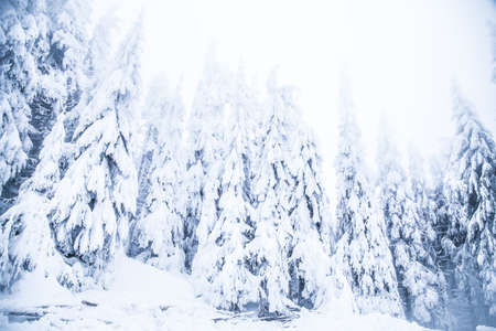 Snow on frozen fir trees winter backgroundの写真素材