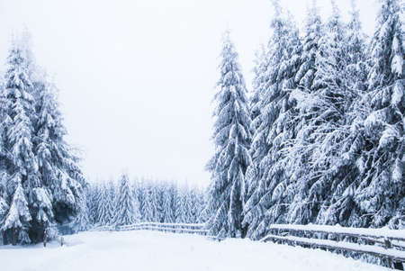 Snow on frozen fir trees winter backgroundの写真素材