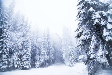 Snow on frozen fir trees winter backgroundの写真素材