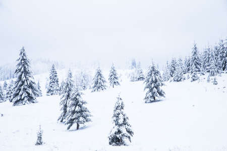 Snow on frozen fir trees winter backgroundの写真素材
