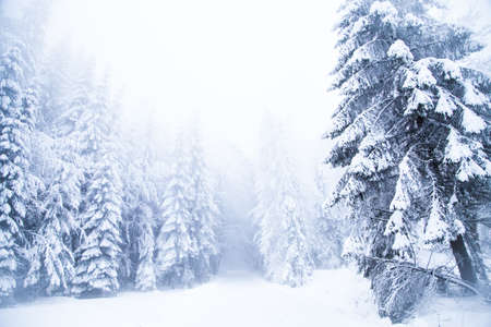 Snow on frozen fir trees winter backgroundの写真素材