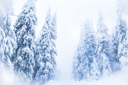 Snow on frozen fir trees winter backgroundの写真素材