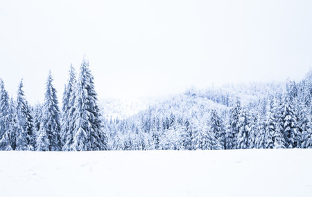 Snow on frozen fir trees winter backgroundの写真素材