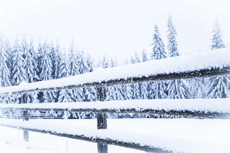 Snow on frozen fir trees winter backgroundの写真素材