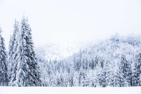 Snow on frozen fir trees winter backgroundの写真素材