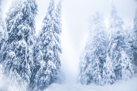 Snow on frozen fir trees winter backgroundの写真素材